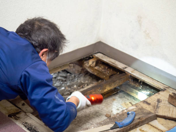 Best DIY Mold Remediation Support Services in North Rock Springs, WY