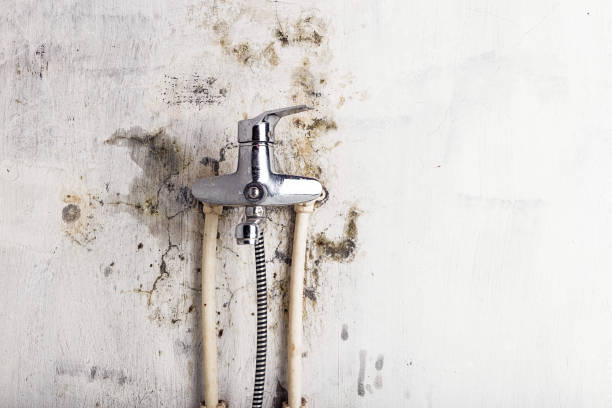 Best Mold Testing and Inspection Services in North Rock Springs, WY