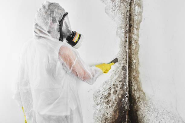Best Residential Mold Remediation in North Rock Springs, WY