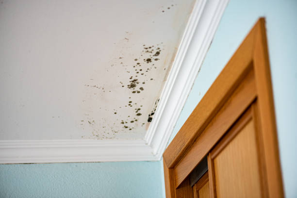 Trusted North Rock Springs, WY Mold Remediation Experts