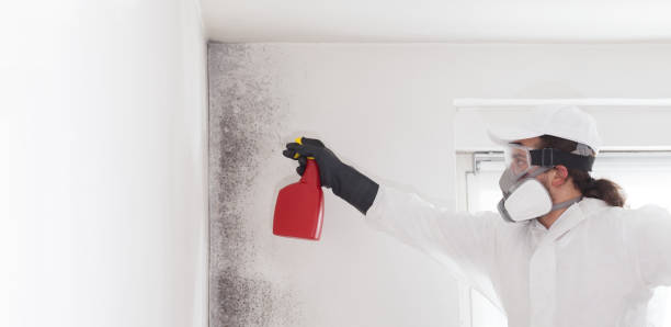 Best Preventive Mold Services in North Rock Springs, WY