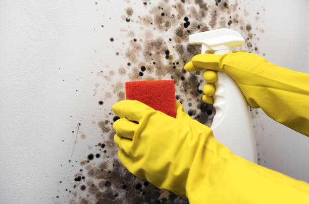 Best Mold Remediation for Schools in North Rock Springs, WY