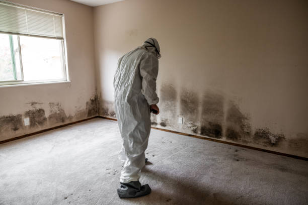 Best Bathroom Mold Remediation in North Rock Springs, WY