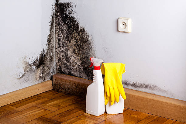 Best Commercial Mold Remediation in North Rock Springs, WY