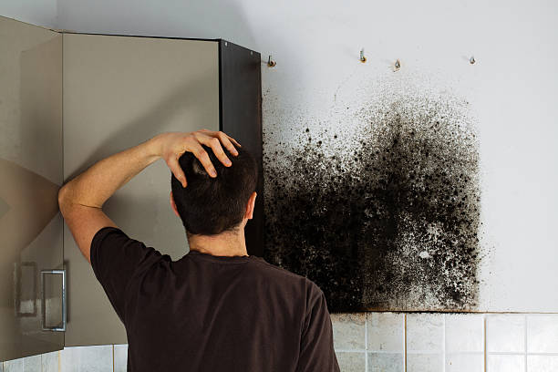 Best Post-Flood Mold Remediation in North Rock Springs, WY