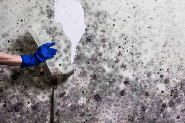Best Attic Mold Remediation in North Rock Springs, WY