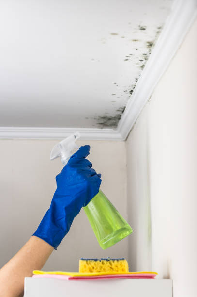 Best Emergency Mold Remediation in North Rock Springs, WY