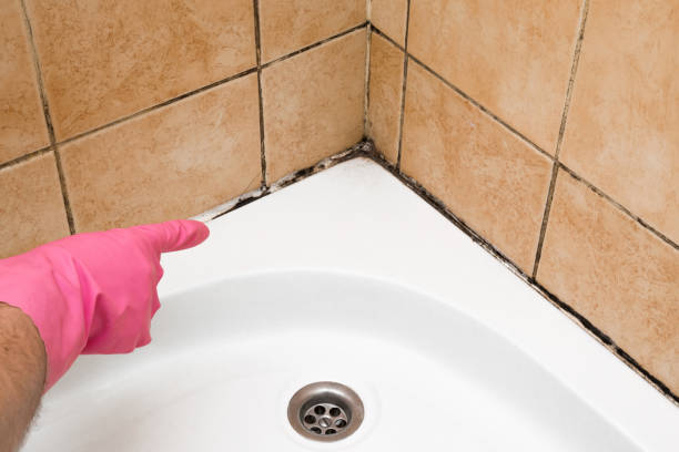 Best Residential Mold Remediation in North Rock Springs, WY